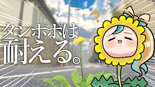 【タンポポは耐える。 】タンポポは強い子だと聞いていますが、そんなタンポポの成長物語が見れるんですか？【立伝都々/にじさんじ】