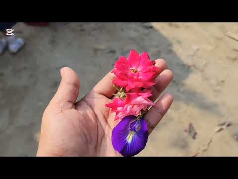 বান্ধবিরা মিলে নার্সারিতে গিয়েছি 🌸 | সুন্দর গাছপালা নার্সারিভ্লগ #ফ্যামিলিভ্লগ #বাংলাভ্লগ