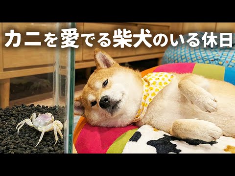 暇柴犬…なんにもない日があってもいいじゃないか