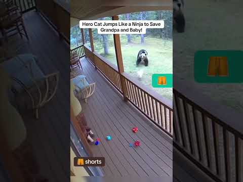 Hero cat jumps like a ninja to save grandpa and baby