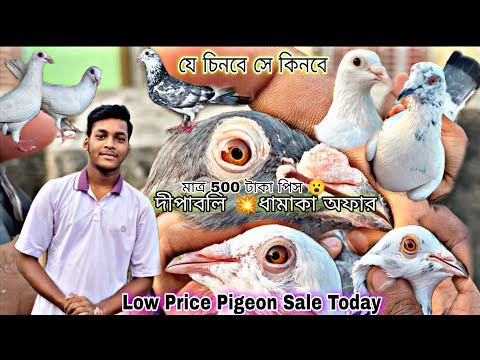 Diwali Offer In Kolkata Low Price Pigeon Sale || Re Upload @Titospigeon