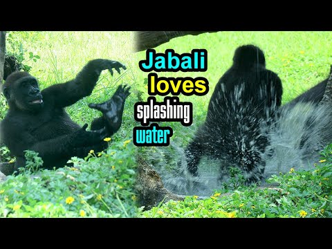 台北市立動物園のゴリラJabaliとRingoのかわいい水遊び映像 サムネイル