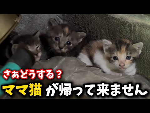 生後3週間の子猫緊急保護の詳細とママ猫のその後 サムネイル