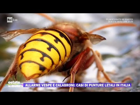 Allarme vespe e calabroni: casi di punture letali in Italia - Estate in diretta - 30/08/2023