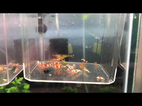 100+ shrimp giveaway 4 winners, each will get about 25 shrimp.  Watch the video to see how to be entered. Winners will pa
