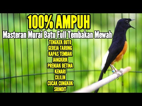 MURAI BATU GACOR FULL TEMBAKAN AMPUH BUAT MASTERAN AGAR BUNYI JADIKAN MURAI ANDA BONGKAR ISIAN