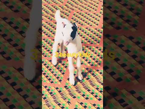 3 beautiful kids🐐#beautifullgoats