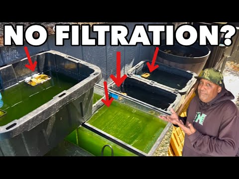Keeping Fish with NO FILTRATION! Learn how to keep and breed Medaka Japanese rice fish without using electricity for filtration.  Enj