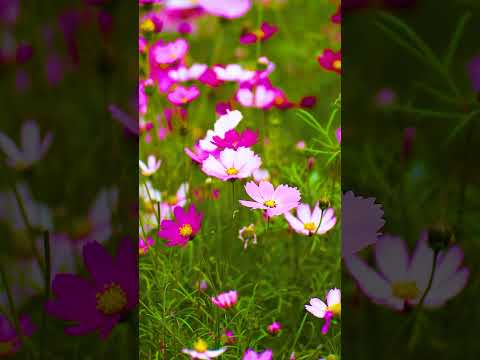 One Minute of Relaxing with Beethoven’s Moonlight Sonata | Calm Piano #Shorts