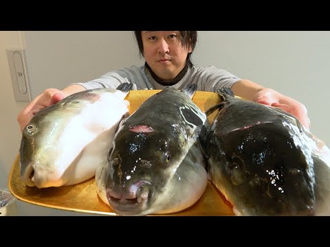 【釣り】トラフグガチャ。大荒れの海で釣れた3匹のトラフグ。どれか1つが・・・？？？