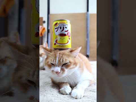 猫の動画サムネイル - ふって飲むプリン　250630 #cat #cute #ねこ　 #ネコ #kitten #猫のいる暮らし　 #cutecat #animals　#のせ猫