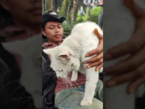 kuciing langka mata biru dan kuning#kucinglangka #kucingmatabiru#cute #cat