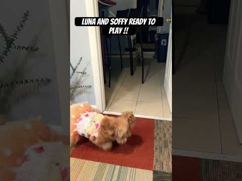 They are always ready to play . #puppy #funny #cute #doglife #westie #minigoldens #friends