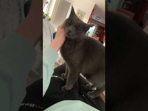 🥰 #cat #lovecat #short #shorts #shortvideo #viralvideo #cz