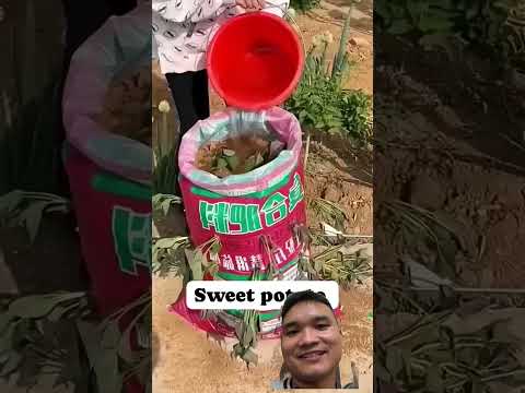 Trồng Khoai Lang Trong Bao Tải Tha Hồ Ăn #worldagriculture