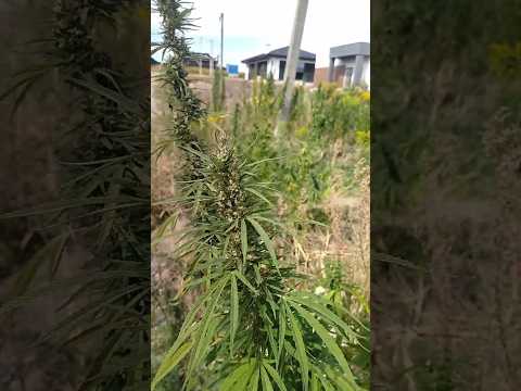 Незвичайні "бур'яни"🍀