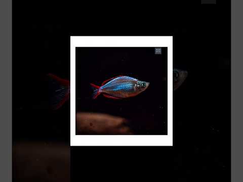 Dwarf Neon Rainbow Fish #rainbowfish #aquariumfish Dwarf Neon Rainbow Fish #rainbowfish #aquariumfish