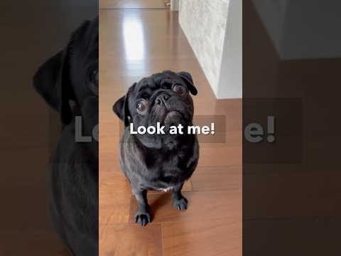柴犬とパグの癒し動画で笑顔になれる魅力的なシーンを紹介 サムネイル