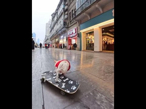 狗狗步行街滑板翻车了，翻车也要转圈给大家送新年祝福！ #万物可爱计划 #我家的除夕氛围组已上线 #过个抖音新轻年 #宝贝年味企划 #小法斗球球 @DOU+小助手