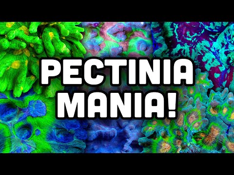 Pectinia Mania! Let's Get to Know These LPS Corals In today's coral spotlight video we go over Pectinia! Another LPS coral that we feel does not get th