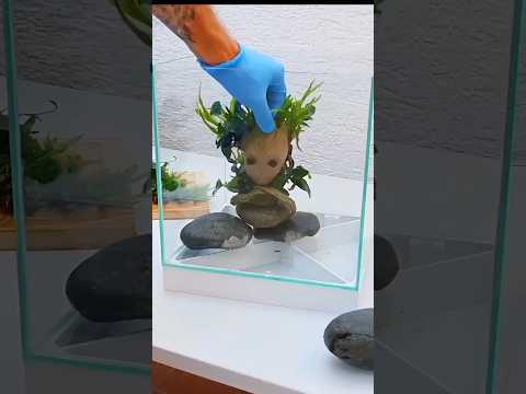 I am Groot Nano Scape #shorts Outdoor Nano Tank 🐟🪴

#nanoscape #aquascaping 
#plantedaquarium #aquarium 
#aquariumhobby #fis