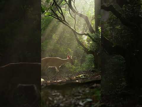 ZR Forest observation | 正垣琢磨 | ニコン