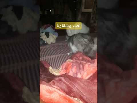 لعب وشقاوة #cat #beautiful #meaw #kitten #cute #funny #lovecats #kitty #play #عالم_الحيوانات_المفترس