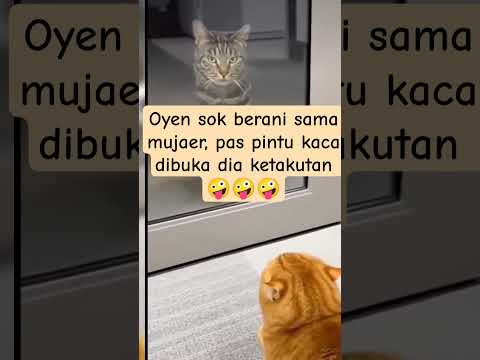 Oyen sok berani sama mujaer, pas pintu kaca dibuka dia ketakutan