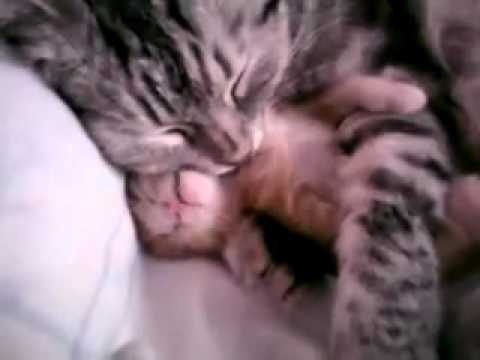 cute cat hugging kitten.mp4
