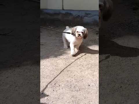 #animals #doglife #shihtzu