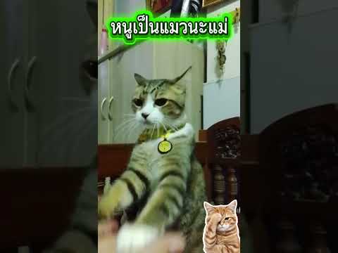 #ทิกเกอร์หน้าตาพร้อมฟัดเลย😅🤣😂