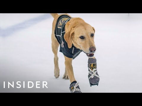 WATCH #Unseen | How This RESCUE Dog Learned To ICE-SKATE #Special #Trending