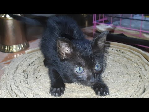 A kitten turned into a little wild animal today