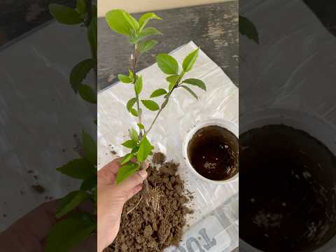 Become expert to *Grow flowering plant from Cutting* 🪴🪴✌️ #shorts #short #terracegarden #flowers