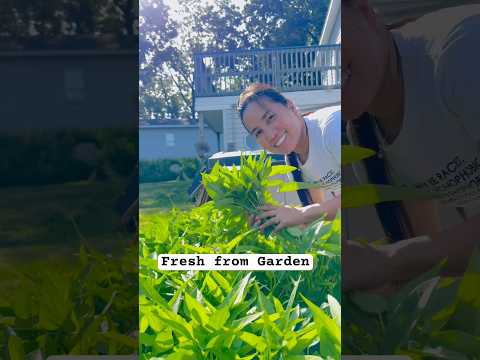 Fresh from my Garden (Kang Kong) Water Spinach #asmr #cooking #gardening g