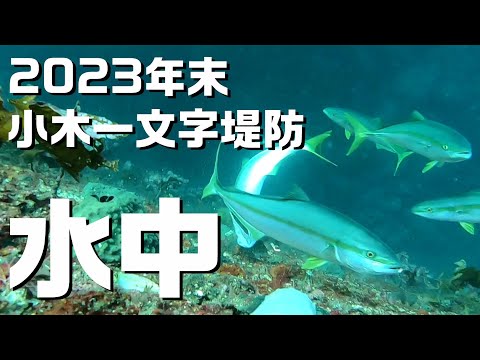 水中映像】能登,小木一文字水中で奇跡の映像