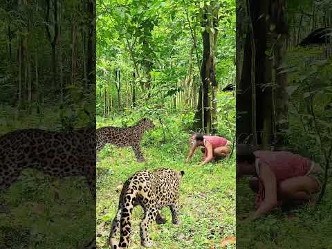 catching leopard 🐆🐆#1 #youtubeshorts​ #viral​ #trendingshorts​ #shorts_​ #animal​ #tiger​ #jungle​