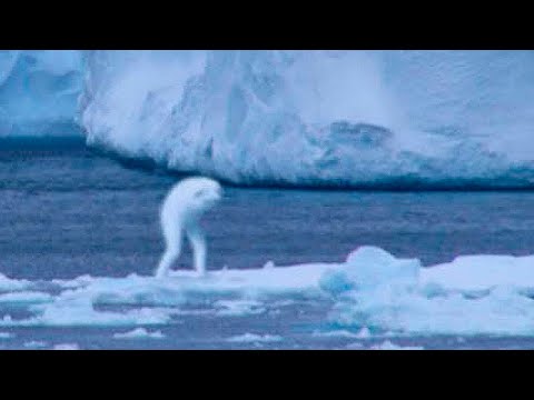 5 Mysterious Creatures Caught on Camera - UCYenDLnIHsoqQ6smwKXQ7Hg