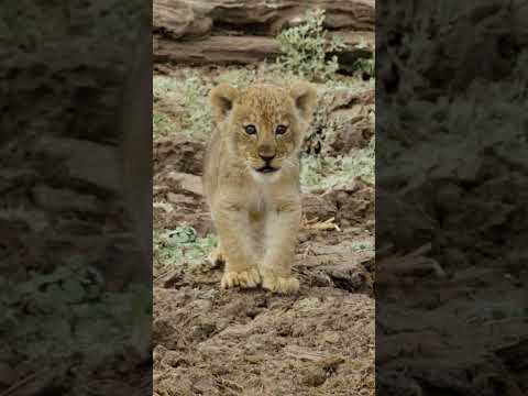 newatenched in 6work to varification in vlotical fainesor to mekesow in logical troooo