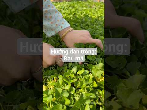 Hướng dẫn trồng: Rau má đơn giản từ hạt nè #hatgiongrangdong #rangdongseeds