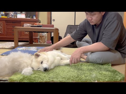 １６歳という綺麗事では乗り切れない年齢になった愛犬について思う事とやれること