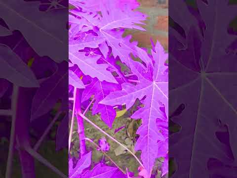 #love #music #song #lifeisbutadream #drawing #broadway #artist #nothingimposibleinthisworld gjghjhkh