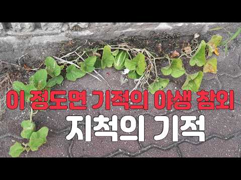 지척의 기적, 이 정도면 기적의 <strong>야생</strong> 참외 _보도블럭 참외