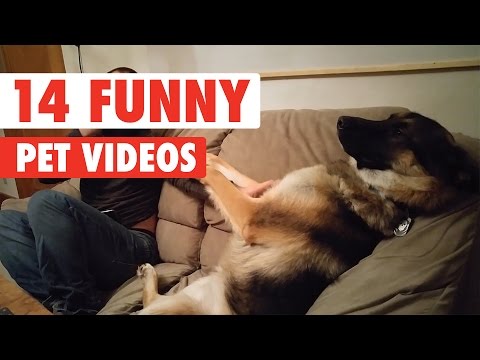 14 Funny Pet Videos Compilation 2017 - UCPIvT-zcQl2H0vabdXJGcpg