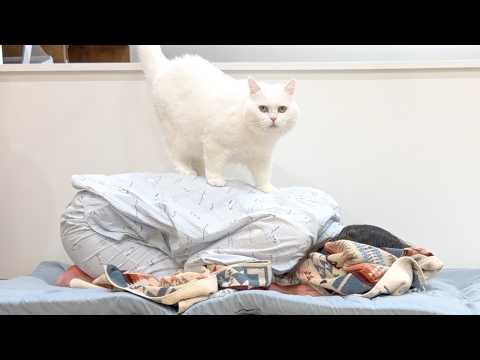 妹の起こし方が容赦ない猫…笑