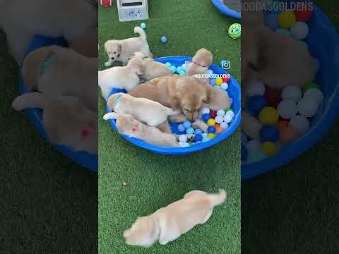 Dog's dog's #trendingshorts #animals #trending #funny #cutedog #yarlvideo #shortsviral #doglife