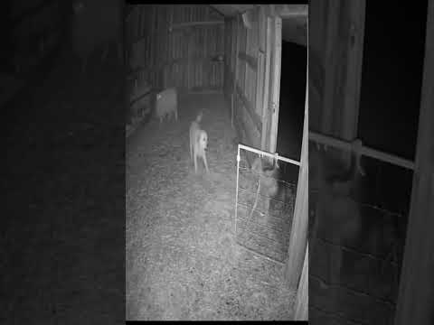 Horror and mystery#skinwalker #cctv #fy #scary #theunexplained #theyrehere #covert #darkzone #ufopo