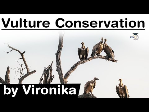 Vulture Conservation In India - Causes And Consequences Of Decline In ...