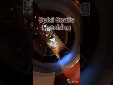 Spixi Snails Hatching Music: Yugen
Musician_ Jef

After about 30 days in the egg clutch, Spixi snails begin to hatch. Coun