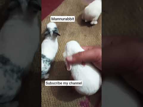 #rabbit baby #documentry#viral vedio #mannurabbit